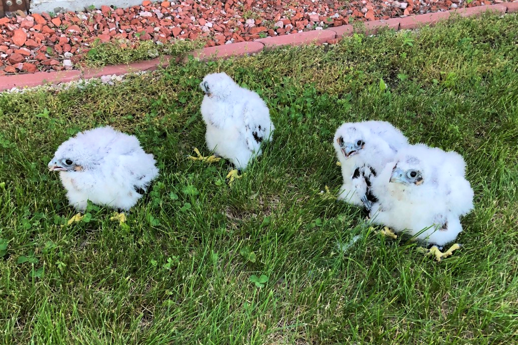 falcon chicks